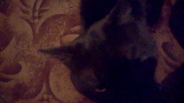 Черная киса ! (18+) смотреть онлайн