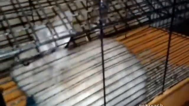 Кролик Сеня и лабрадор Джесси! смотреть онлайн