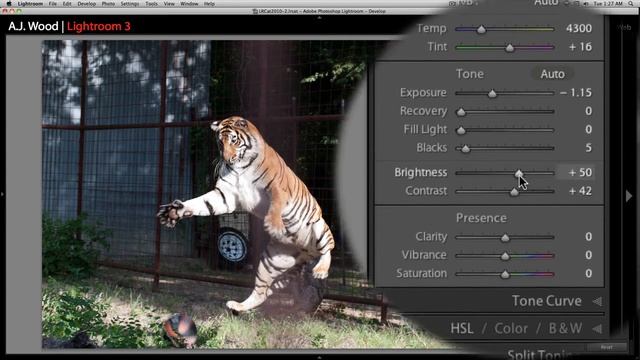 Adobe Lightroom 3 - Fix a Tiger Photo - Part 1 смотреть онлайн