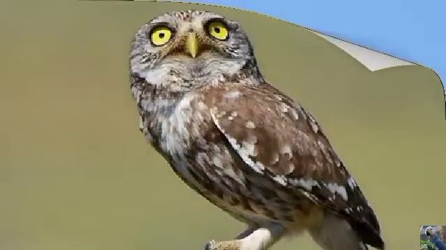 Голоса птиц: домовый сыч