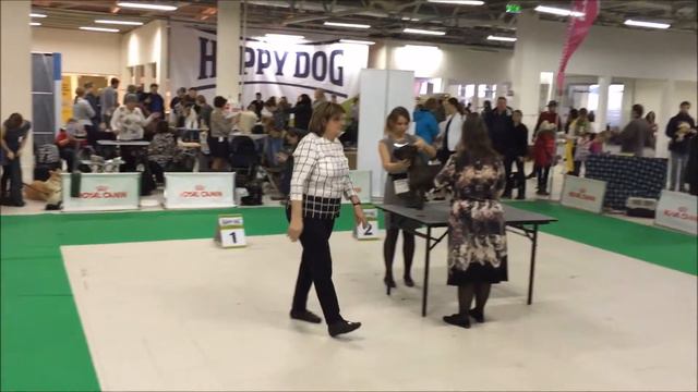 Санкт-Петербург 13.12.2015 Невский Победитель Стаффордширский Бультерьер Суки Чемпионы смотреть онлайн