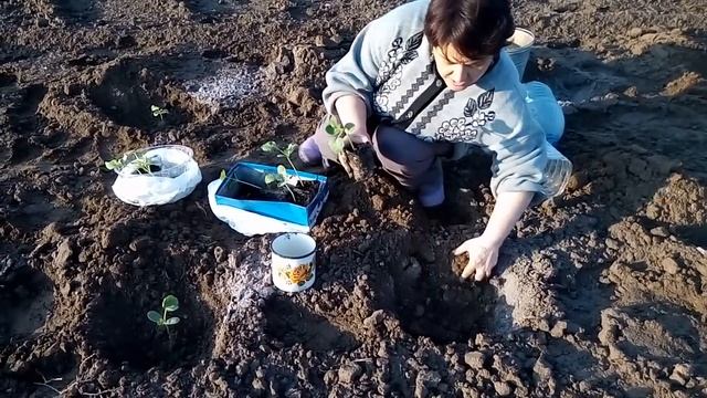 Арбузы и дыни.Высадка рассады в грунт.