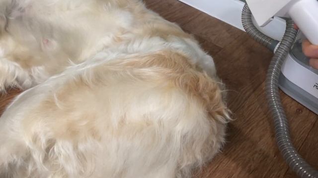 Обзор на домашнюю станцию для груминга / пылесос-машинка для груминга / собачий пылесос/ набор смотреть онлайн