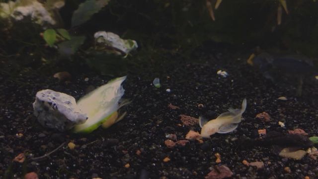 Анциструс Стрекоза золотой / Ancistrus Dolichopterus #анциструс_стрекоза #вуалевыйанциструс