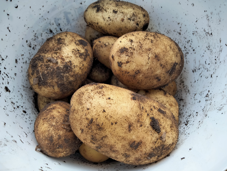 КАРТОШКА "КОРОЛЕВА АННА". НЕМНОГО ПОДКАПАЛИ смотреть онлайн