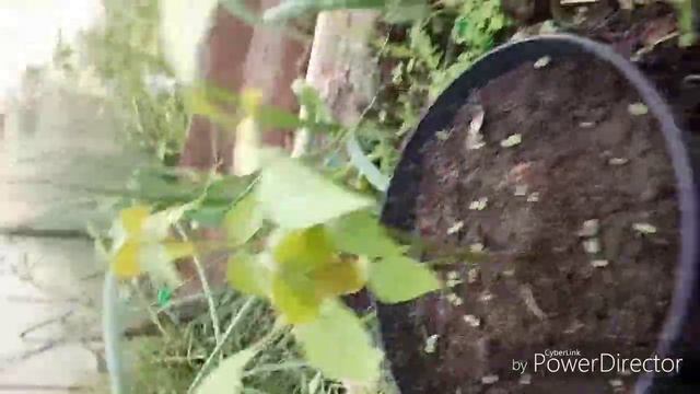 Выращивание авокадо и грецкого ореха в домашних условиях ... Продолжение смотреть онлайн