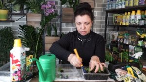 Как правильно посадить и распикировать агератум ✿