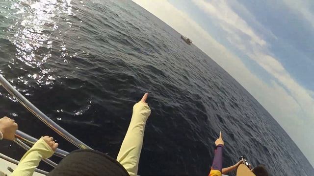 Whale Watching. Sri Lanka. Mirissa. Наблюдение за китами в Шри Ланке. смотреть онлайн