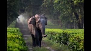 Индийский слон