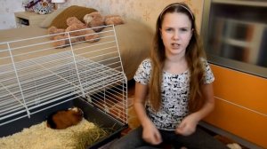 Мои питомцы морские свинки♥Как ухаживать?♥Guinea pigs