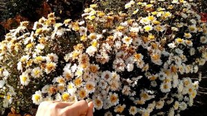 Хризантема мультифлора. Обрезать на зиму или нет?