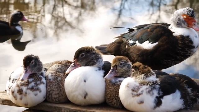 волгоград-культбаза о.сарпинский(samsung nx11) смотреть онлайн