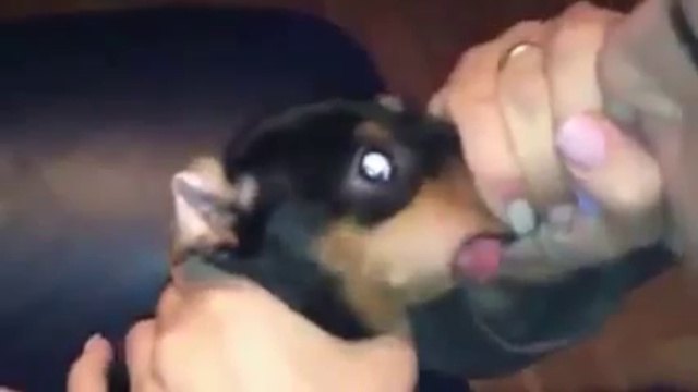 Надул пса смотреть онлайн