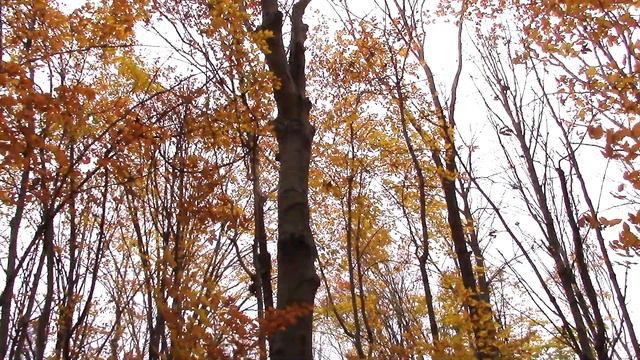 Live Meditative Japanese Shinobue Flute Music in Fall Colors смотреть онлайн