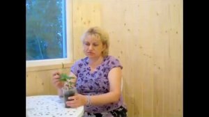 КАЛИСТЕГИЯ - ВЫРАЩИВАНИЕ И РАЗМНОЖЕНИЕ. МАСТЕР-КЛАСС