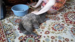 Crazzy ручная стрижка британской кошки. Советы