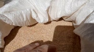 Чем кормить утят Рецепт комбикорма для уток и гусей Рост для уток