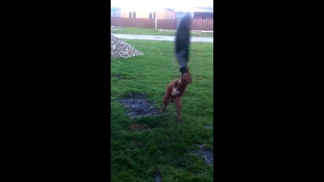 Бабушка тренирует Питбуля Спайка. История питбуля Спайка апрель 2015 смотреть онлайн