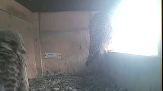 2 Clowns смотреть онлайн