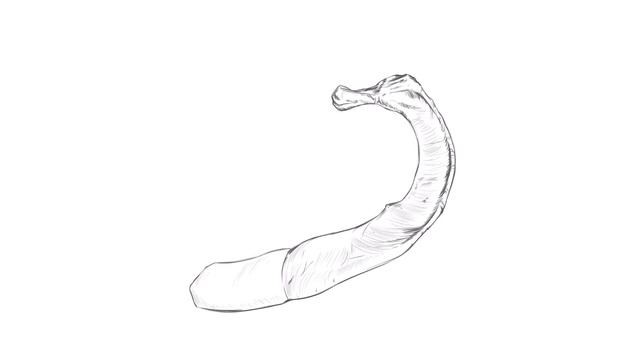 Quick Human rib sketch. смотреть онлайн