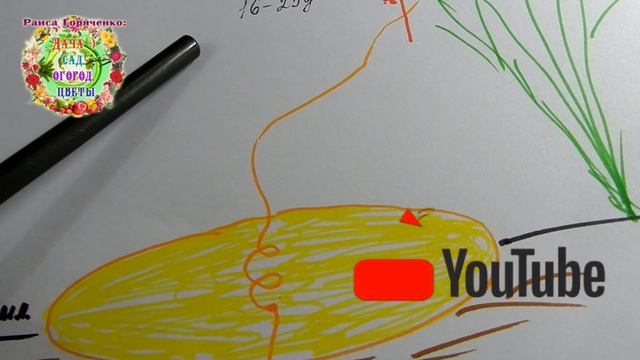 ПОВИЛИКА - САМЫЙ УМНЫЙ ПАРАЗИТ РАСТЕНИЙ. Как и чем бороться с повиликой в огороде, в теплице? смотреть онлайн