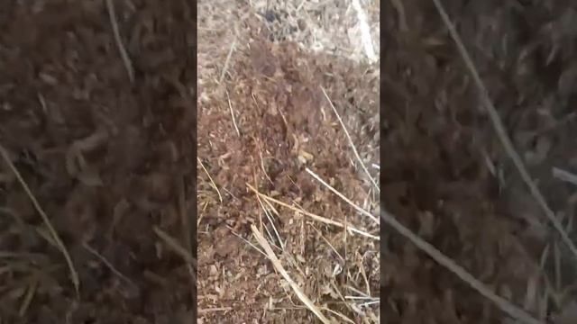 Ферментационная подстилка «Емеля» смотреть онлайн