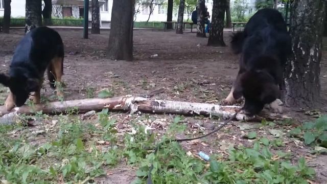Степка и береза смотреть онлайн
