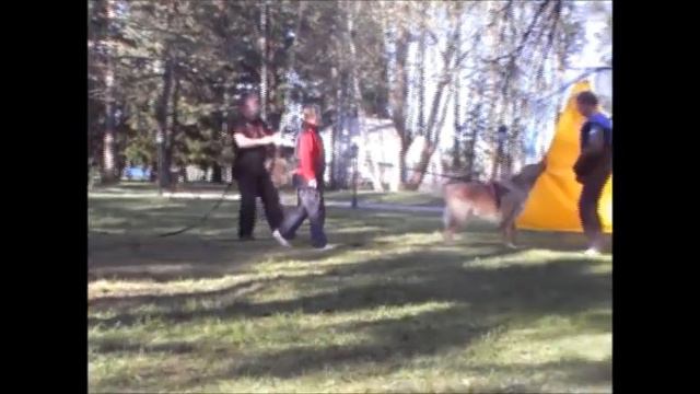 5 породный рабочий семинар для ховавартов, Москва 2014, Vom Klinov Hof смотреть онлайн