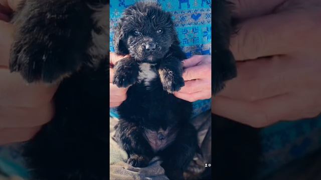 Щенки 1 мес #тибетскиймастиф #tibetanmastiff #щенки #тибетскиймастифщенки #tibetanmastifflove