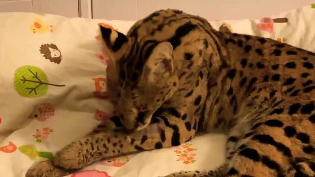 King the Serval Cat tired after a Doctors appointment смотреть онлайн