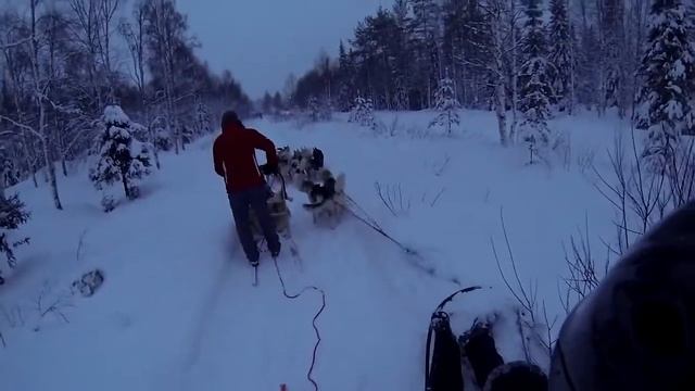 Хаски. Катание на хаски Iso Syote. Национальный парк Сюёте. #хаскисафарилапландия смотреть онлайн