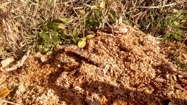 Чай(Камелия китайская)Camellia sinensis смотреть онлайн