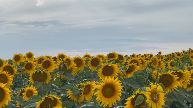 Sunflowers | Подсолнухи смотреть онлайн