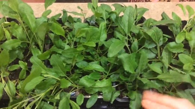 ШАЛФЕЙ 23.02.18