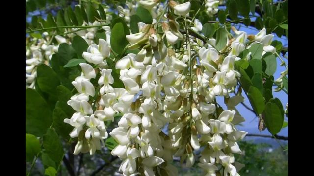 СОФОРА ЯПОНСКАЯ ЛЕЧЕБНЫЕ СВОЙСТВА СОСТАВ И ПРОТИВОПОКАЗАНИЕ