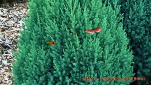 Можжевельник китайский Стрикта (stricta) ? обзор: как сажать, саженцы можжевельника Стрикта