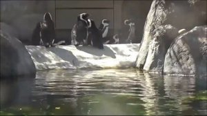 Звуки пингвинов: какие звуки издают пингвины?