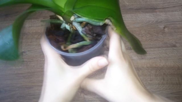 ОРХИДЕИ. Как восстановить тургор? Один из способов смотреть онлайн