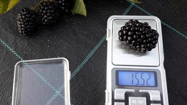 Натчез- ежевика бесшипная, описание сорта смотреть онлайн