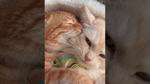 Сонный кусь смотреть онлайн