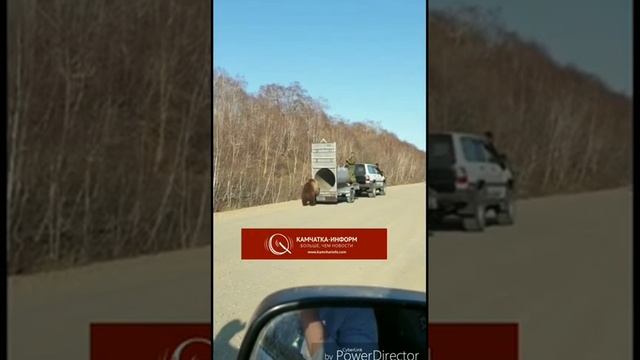 Поймали МЕДВЕДЯ на Камчатки смотреть онлайн