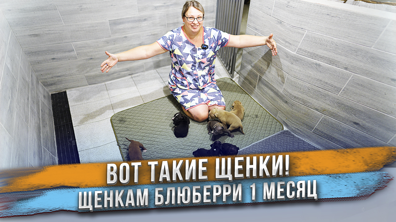 Щенки осваиваются на новом месте! Кто ваш любимчик? смотреть онлайн