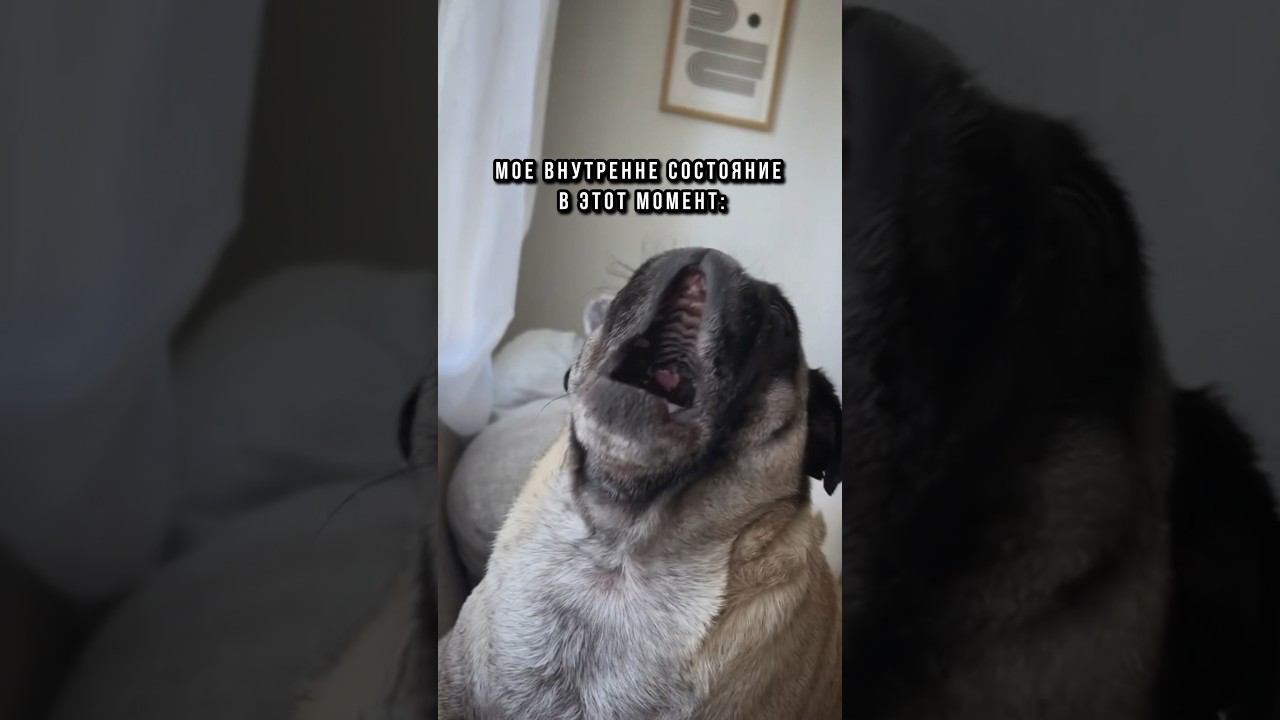 Да как так то! #рыбалка #мемы #юмор #поклевка #голавль смотреть онлайн