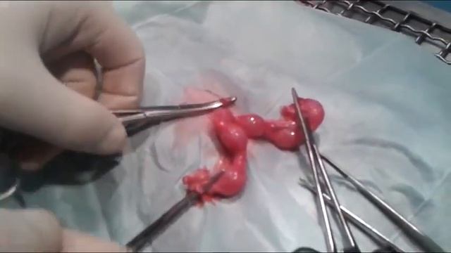 Stérilisation d'une chatte смотреть онлайн