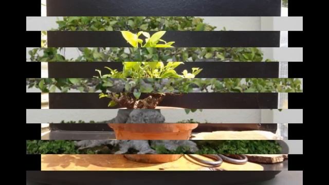 What is a Ginseng Ficus Exactly? смотреть онлайн