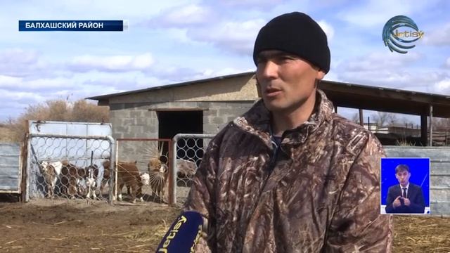 Скотоводство является традиционным занятием многих сельчан смотреть онлайн