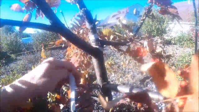 Результат прививки груши и айвы японской на рябину. смотреть онлайн