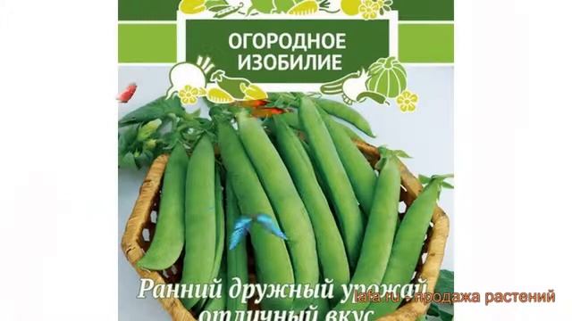 Горох овощной Воронежский зеленый ? обзор: как сажать семена гороха Воронежский зеленый