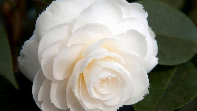 ?Цветы Камелии. Наполнение красотой. Сamelia flower (1080 НD) смотреть онлайн
