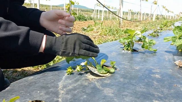 Vlog🎬I Work In A Vineyard🤪! 2 Days In My Life🌿 Strawberries🍓/ Grape🍇